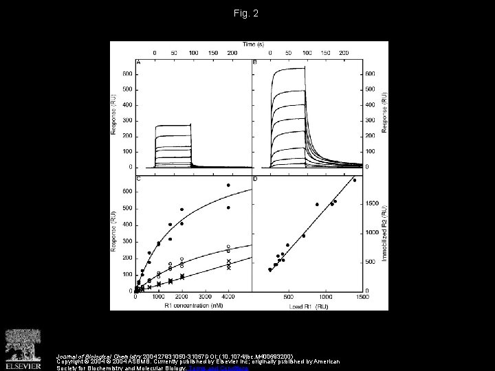 Fig. 2 Journal of Biological Chemistry 2004 27931050 -31057 DOI: (10. 1074/jbc. M 400693200)