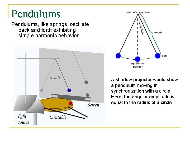 Pendulums, like springs, oscillate back and forth exhibiting simple harmonic behavior. A shadow projector