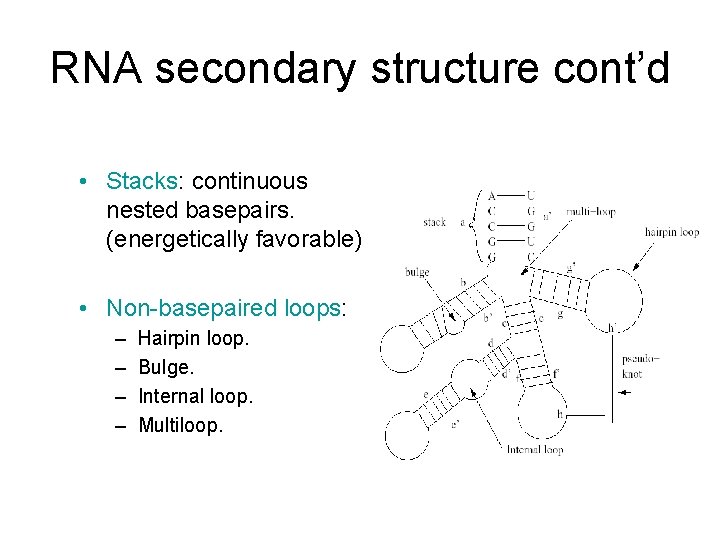 RNA secondary structure cont’d • Stacks: continuous nested basepairs. (energetically favorable) • Non-basepaired loops:
