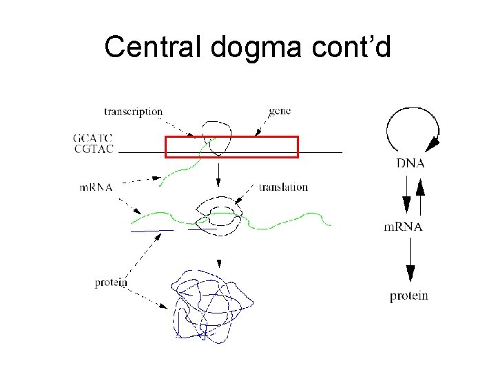 Central dogma cont’d 