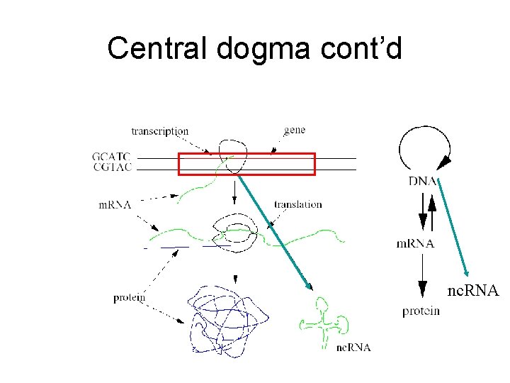 Central dogma cont’d nc. RNA 