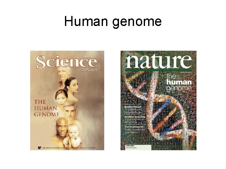 Human genome 