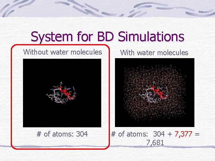 System for BD Simulations Without water molecules With water molecules # of atoms: 304