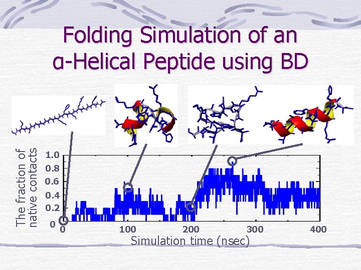 The fraction of native contacts Folding Simulation of an α-Helical Peptide using BD 1.