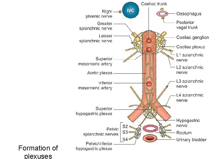 Formation of plexuses 