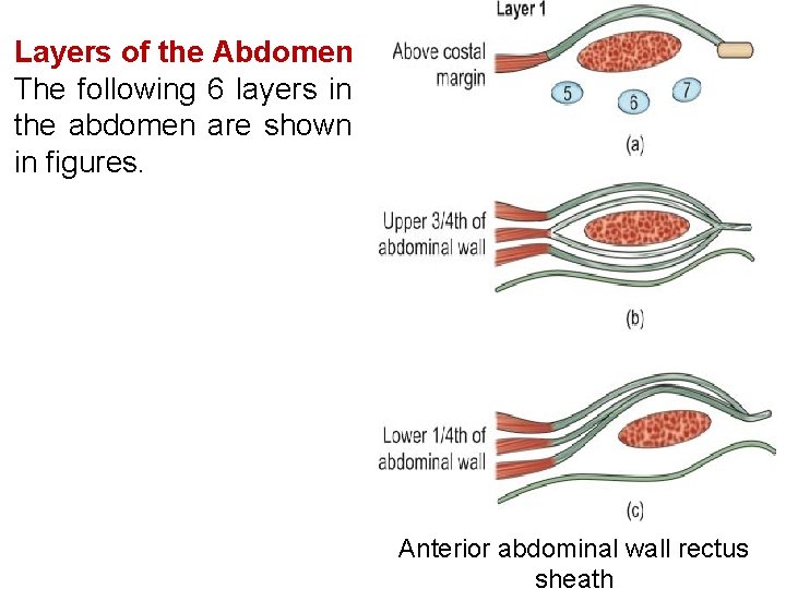 Layers of the Abdomen The following 6 layers in the abdomen are shown in