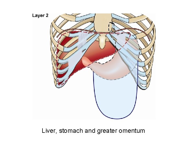 Liver, stomach and greater omentum 