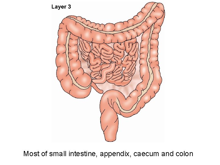 Most of small intestine, appendix, caecum and colon 