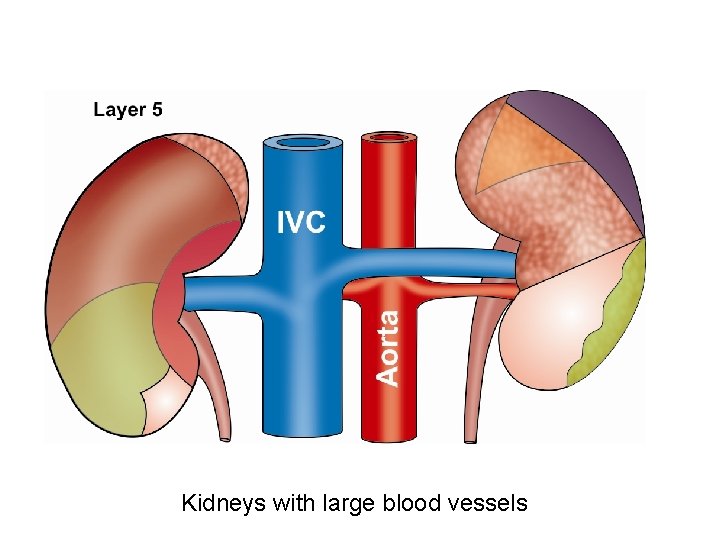 Kidneys with large blood vessels 