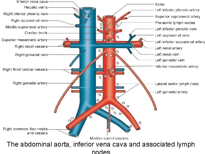 The abdominal aorta, inferior vena cava and associated lymph 