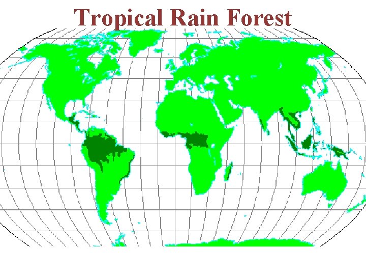 Tropical Rain Forest 