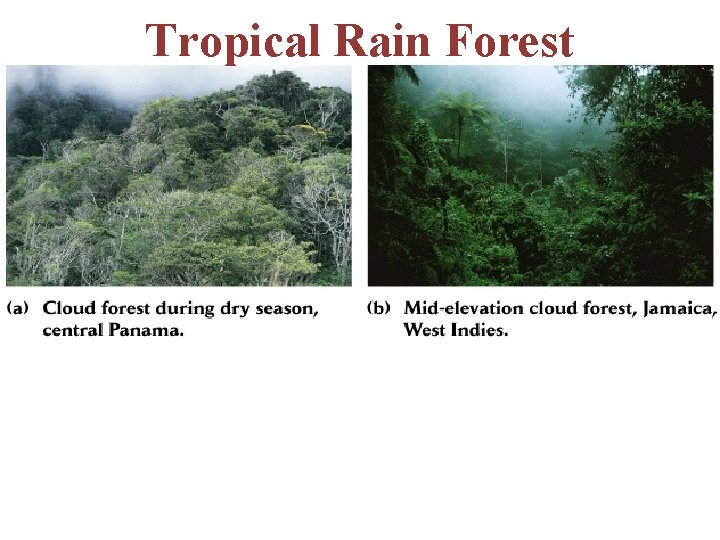 Tropical Rain Forest -canopy trees up to 55 m tall -largest biome, on an