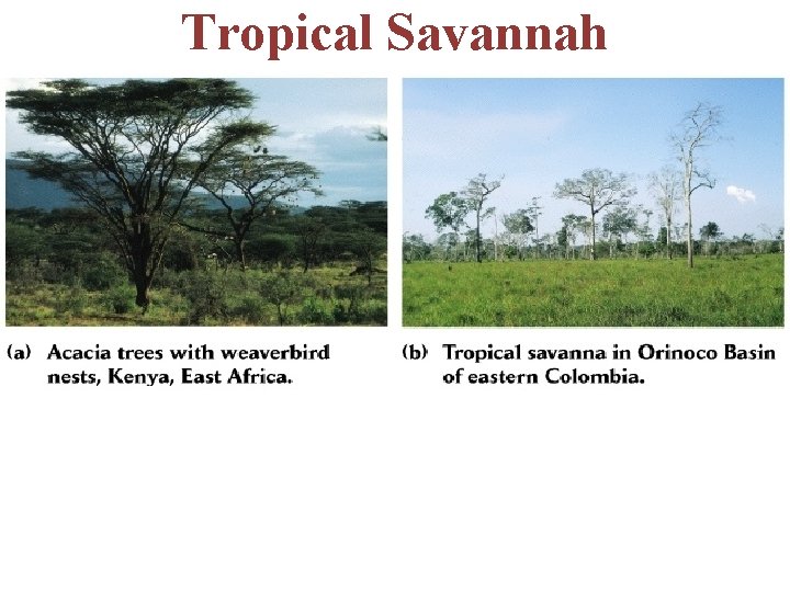 Tropical Savannah -scattered trees and grass -fire & grazing by animals also contribute to