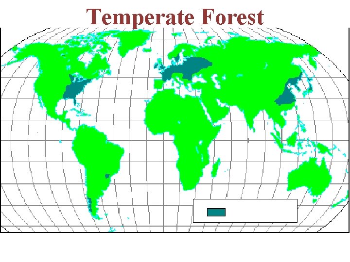 Temperate Forest 