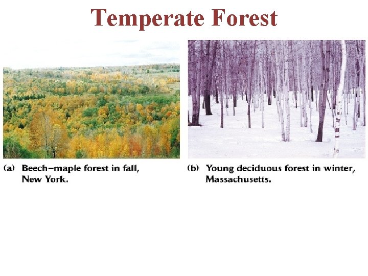 Temperate Forest -relatively large tree biomass -also called the deciduous forest, but contains evergreen