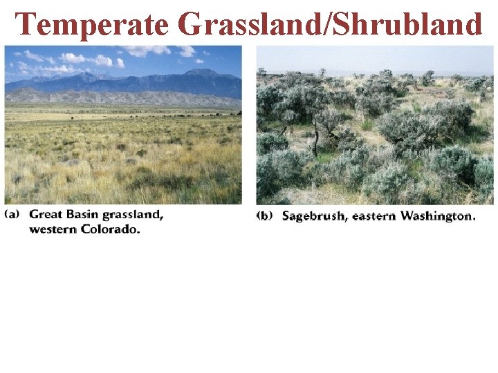 Temperate Grassland/Shrubland -scattered trees and shrubs -trees are short statured -fire & grazing by