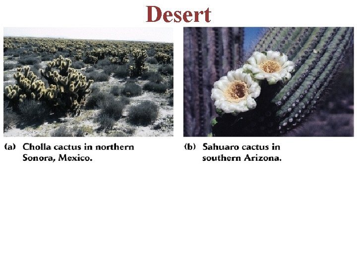 Desert -thorny plants -other adaptations to conserve water nocturnal large ears to help cool