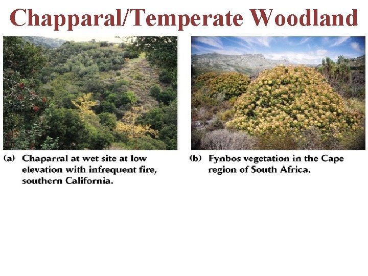 Chapparal/Temperate Woodland -sclerophyllous plants -adaptations to fire 