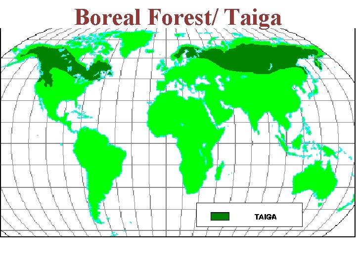 Boreal Forest/ Taiga 