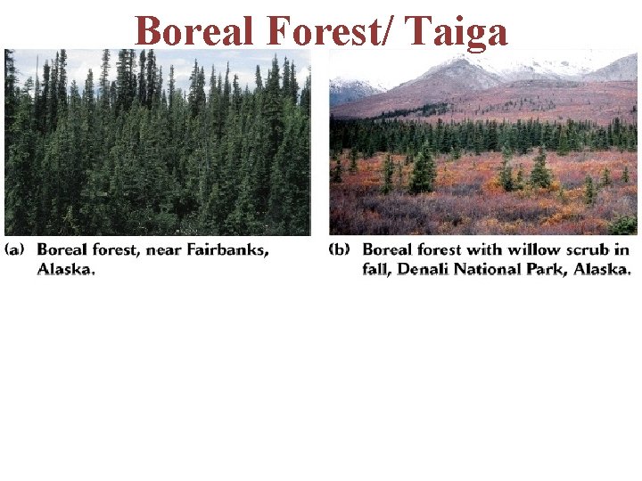 Boreal Forest/ Taiga -10 -20 m trees evergreen needle and deciduous -second largest biome,