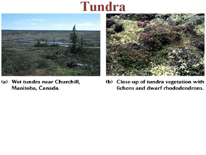 Tundra -no trees -sedges, low shrubs, mosses -permafrost roots cannot penetrate deep so the