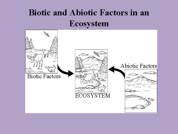 Biotic and Abiotic Factors in an Ecosystem Abiotic Factors Biotic Factors ECOSYSTEM 