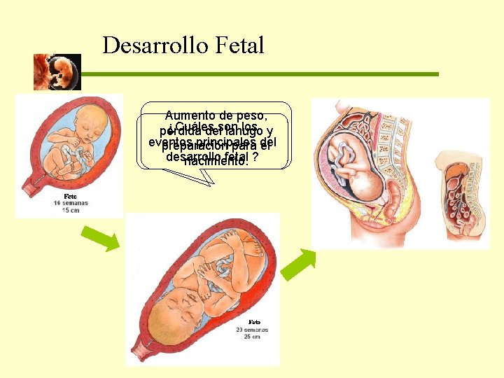 Desarrollo Fetal Aumento de peso, ¿Cuáles los y pérdida delson lanugo eventos principales preparación