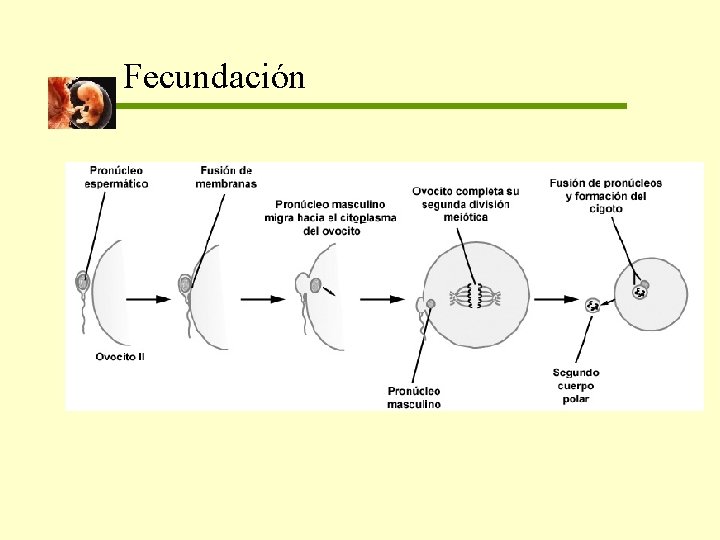 Fecundación 