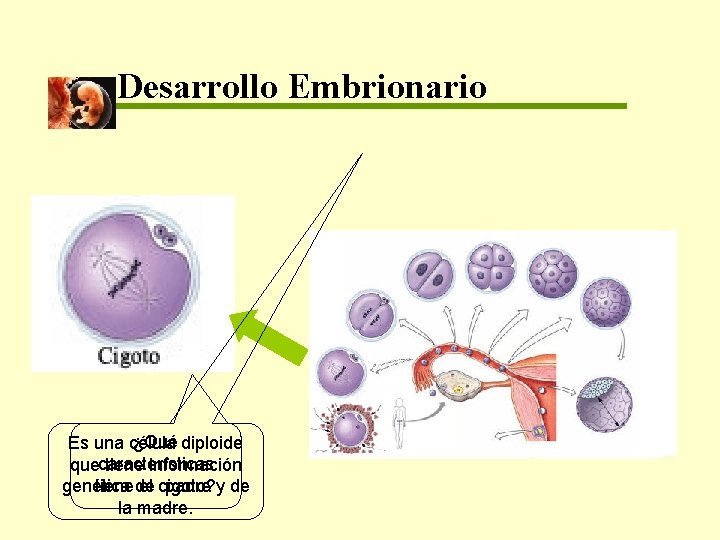 Desarrollo Embrionario ¿Qué diploide Es una célula quecaracterísticas tiene información tienede el cigoto? genética