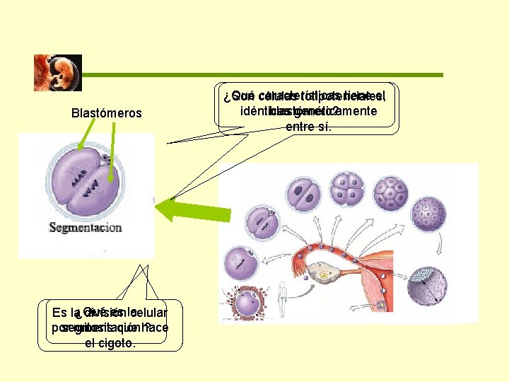 Blastómeros es la Es la¿Qué división celular segmentación ? por mitosis que hace el