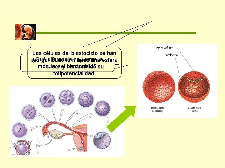 Las células del blastocisto se han ¿Qué diferencia hay entre reorganizado formando unalaesfera mórula