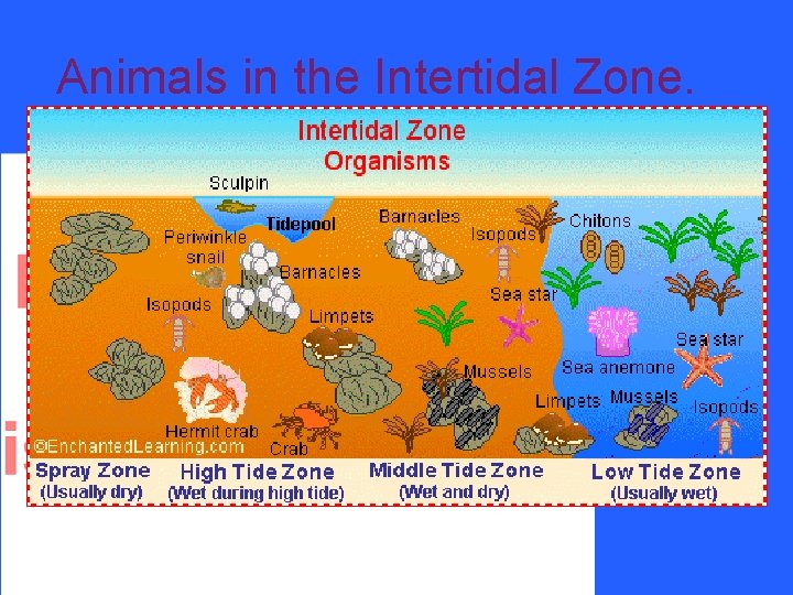 Animals in the Intertidal Zone. 