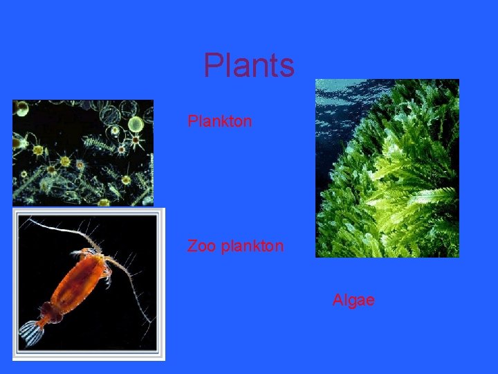Plants Plankton Zoo plankton Algae 