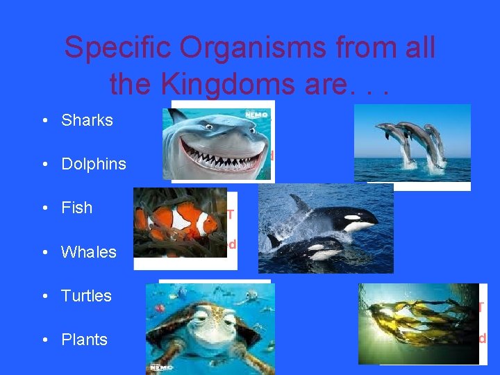 Specific Organisms from all the Kingdoms are. . . • Sharks • Dolphins •