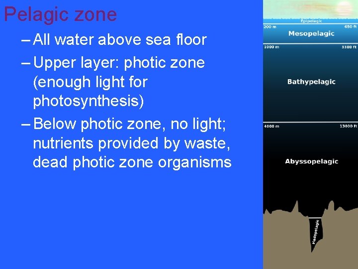 Pelagic zone – All water above sea floor – Upper layer: photic zone (enough