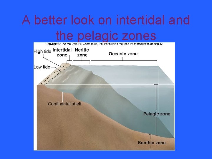 A better look on intertidal and the pelagic zones 