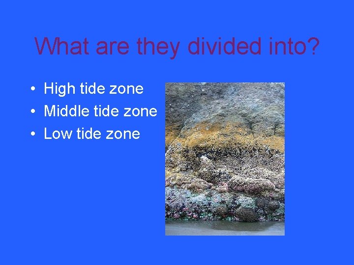 What are they divided into? • High tide zone • Middle tide zone •