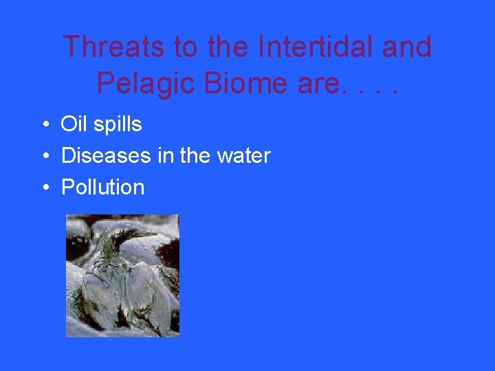 Threats to the Intertidal and Pelagic Biome are. . • Oil spills • Diseases