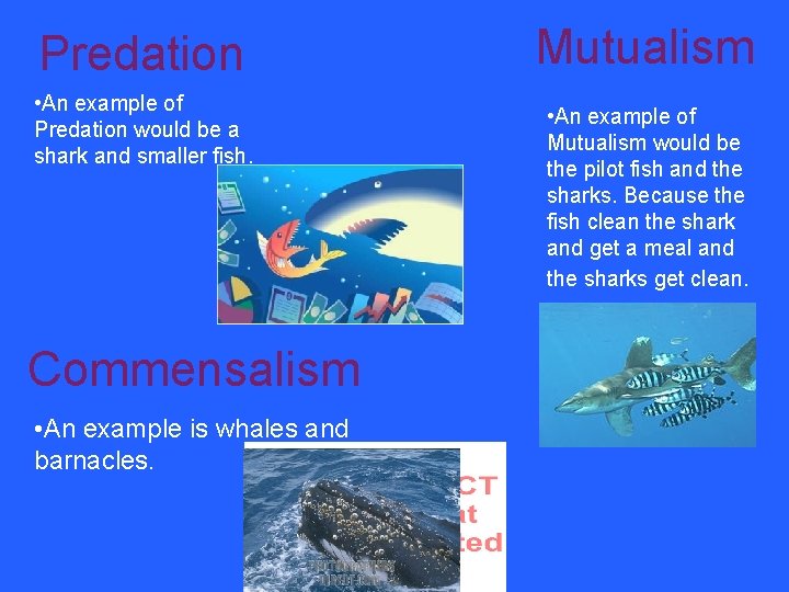Predation • An example of Predation would be a shark and smaller fish. Commensalism