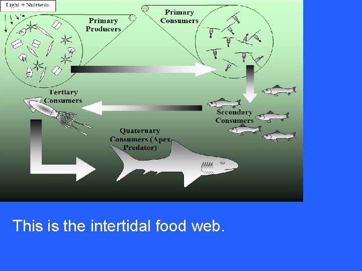 This is the intertidal food web. 