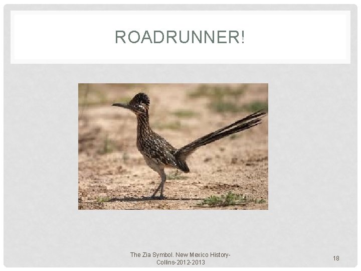 ROADRUNNER! The Zia Symbol. New Mexico History. Collins-2012 -2013 18 