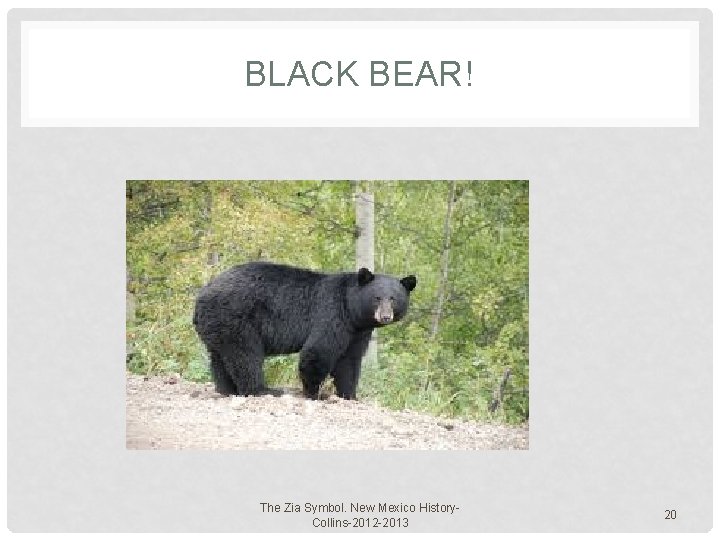 BLACK BEAR! The Zia Symbol. New Mexico History. Collins-2012 -2013 20 