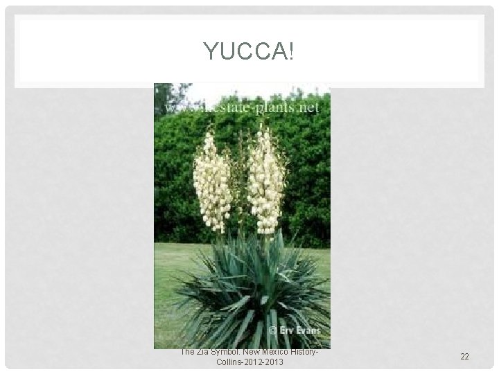 YUCCA! The Zia Symbol. New Mexico History. Collins-2012 -2013 22 