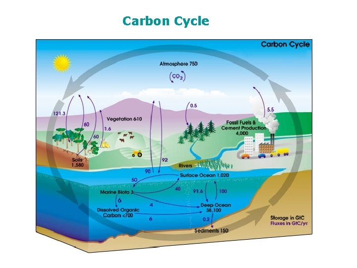 Carbon Cycle 