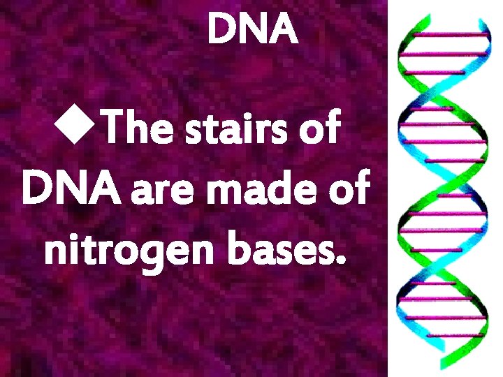 DNA u. The stairs of DNA are made of nitrogen bases. 