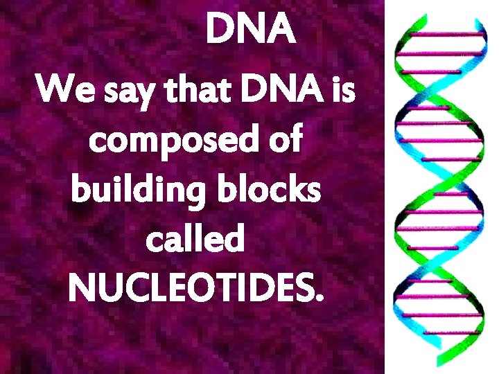 DNA We say that DNA is composed of building blocks called NUCLEOTIDES. 