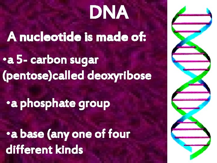 DNA A nucleotide is made of: • a 5 - carbon sugar (pentose)called deoxyribose