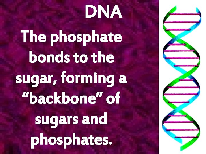 DNA The phosphate bonds to the sugar, forming a “backbone” of sugars and phosphates.