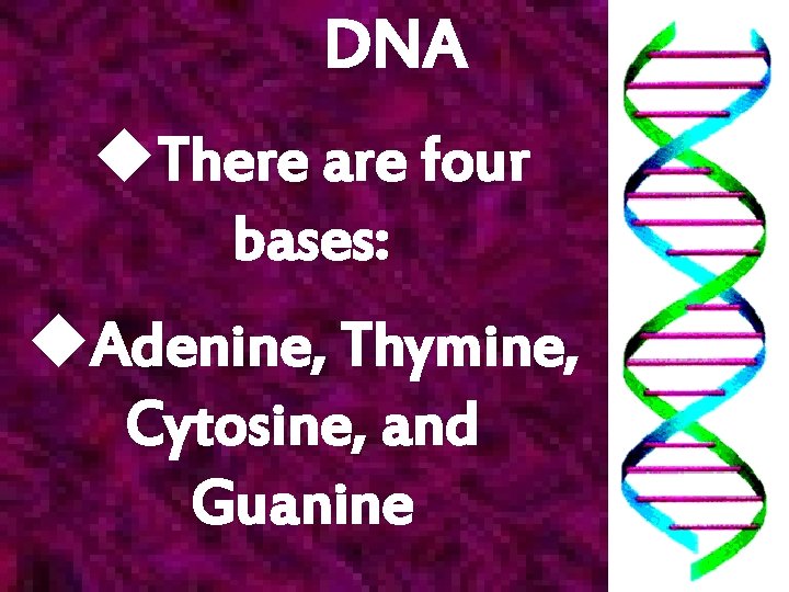 DNA u. There are four bases: u. Adenine, Thymine, Cytosine, and Guanine 