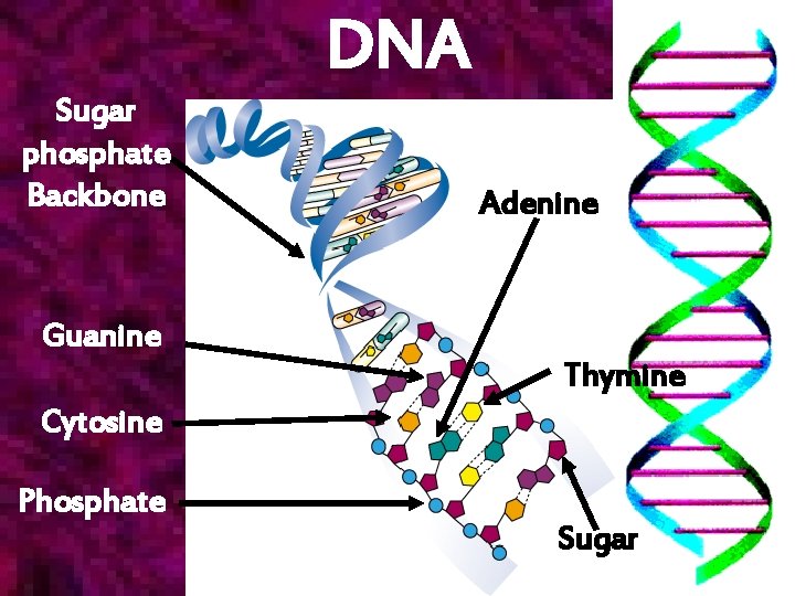 DNA Sugar phosphate Backbone Adenine Guanine Thymine Cytosine Phosphate Sugar 